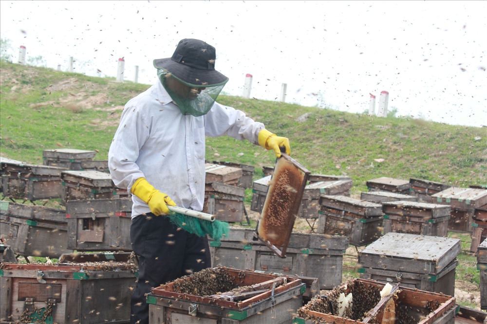 Sau khi đã giũ toàn bộ, ong được cho vào lồng quay để cho mật văng ra