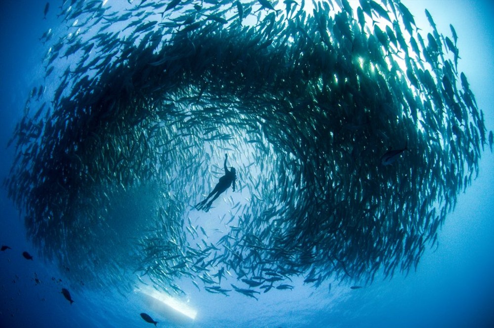 Mika Woyda được bao quanh bởi trường Big-eye trevally ngoài khơi bờ biển Cabo Pulmo, Mexico