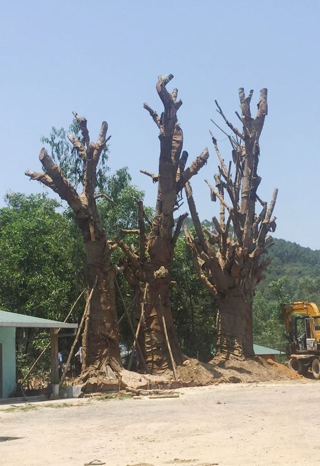 3 cây đa sộp có hình dáng to lớn nay đã “thoát chết” nhờ được trồng kịp thời.