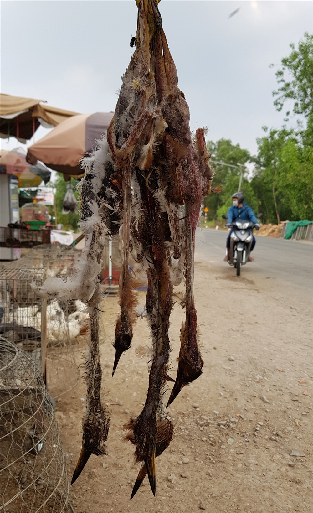 Cảnh tàn sát, hành hạ động vật dã man ở “chợ đồ rừng” lớn nhất miền Tây. Ảnh: L.Q