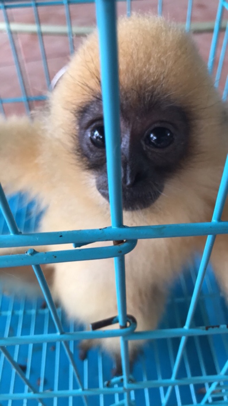 Con vượn được rao bán 30 triệu bởi một chủ “vựa” chim thú ở chợ Thạnh Hóa.