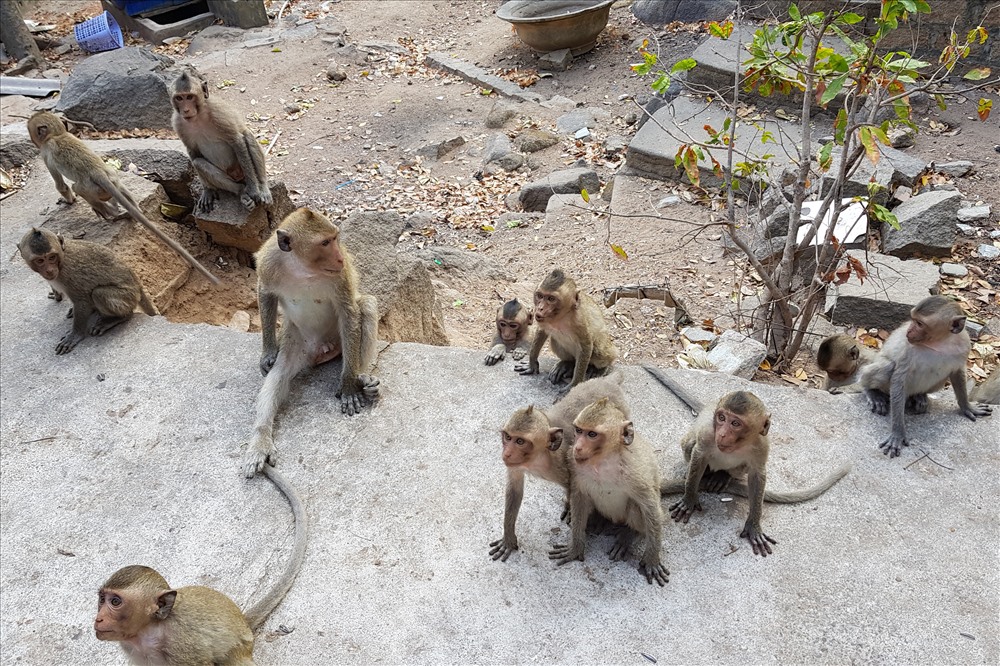 Đàn khỉ rất đông.