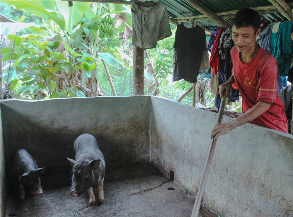 Hồ Văn Lang cho lợn ăn. Ảnh: T.H