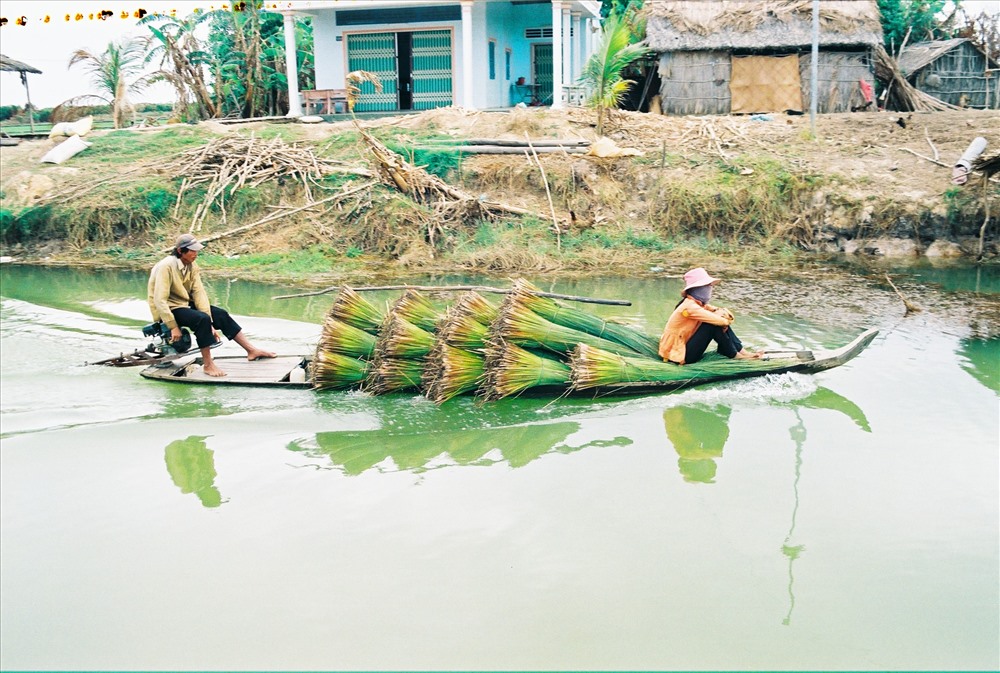 Cỏ bàng được người dân chở bằng ghe về. Ảnh: Đỗ Quang Tuấn Hoàng