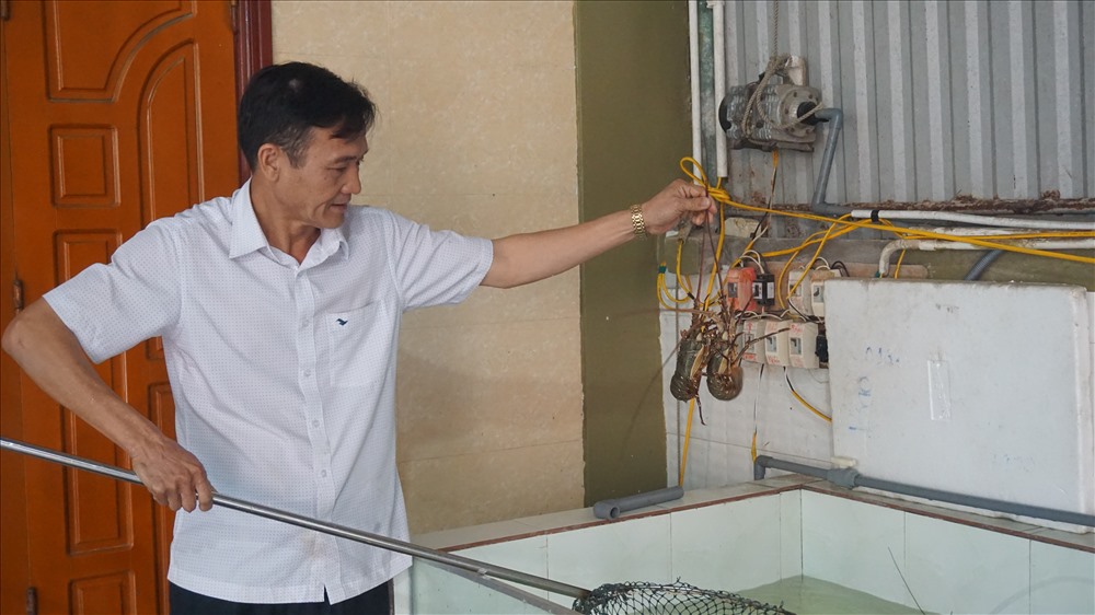 Tôm hùm được khai thác từ biển khơi. Ảnh: Trần Lưu