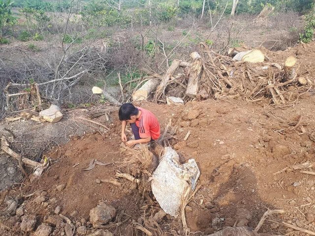 Hố sâu nơi khai thác cây “quái thú” đã được chủ vườn lấp đất, san bằng lại