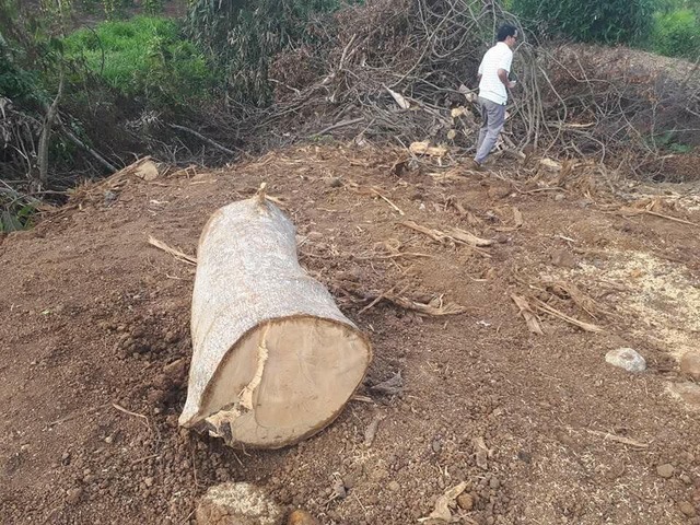 Một cành cây lớn của cây đa sộp còn sót lại hiện trường.
