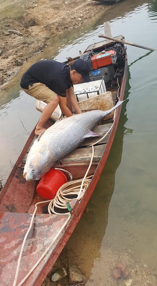 Cá trắm đen là một đặc sản ở hồ Thác Bà.