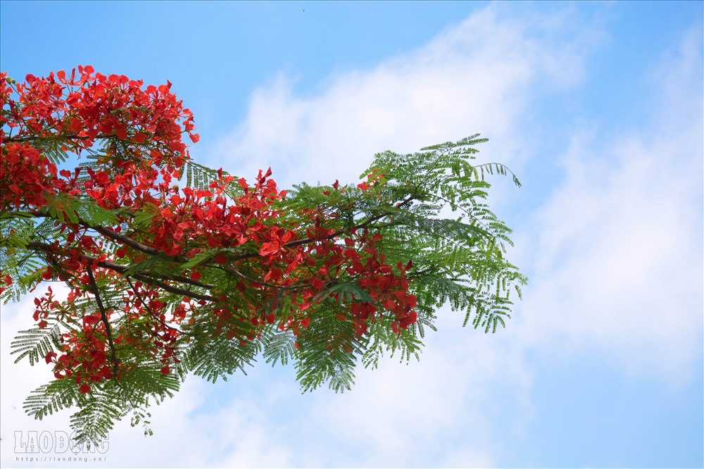 Hoa bằng lăng được trồng rất nhiều ở Hà Nội, nhưng trong đó phố Kim Mã, Đào Tấn, Trần Thái Tông... là những khu vực tập trung nhiều nhất.