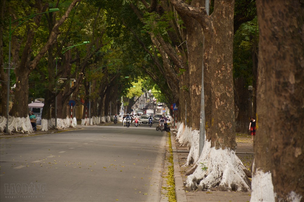 Còn gì tuyệt vời hơn mỗi sáng đi làm, ta được ngắm những nụ hoa tươi non, thảm lá rơi xào xạc, lãng mạn mà đậm chất thơ.