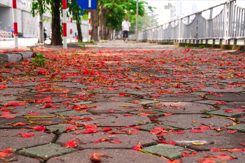 Những khu có nhiều hoa phượng đẹp là đường Thanh Niên, đường Láng, công viên Thống Nhất, ven bờ Hồ, hồ Thiền Quang, vườn Bách Thảo, hồ Trúc Bạch...