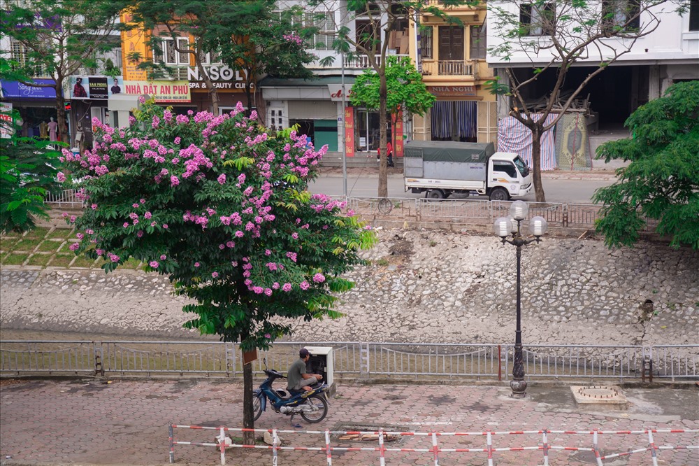 Bóng cây bằng lăng thường được tận dụng để mở quán trà đá, hay điểm đợi khách của những người lái xe ôm những ngày hè oi ả.