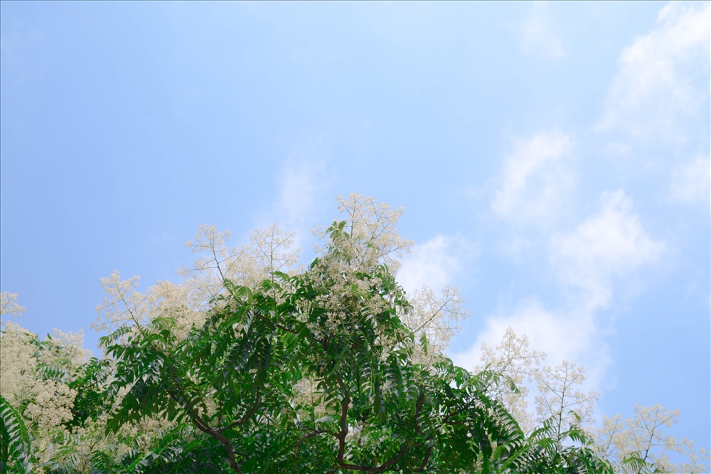 Hoa dâu da xoan nhỏ bé, khiêm nhường, mang màu trắng sữa lung linh trước gió. Những nụ hoa trắng xinh nổi bật giữa nền trời khoe mình, như muốn níu giữ những gì trong lành, tinh khiết nhất của mùa xuân.