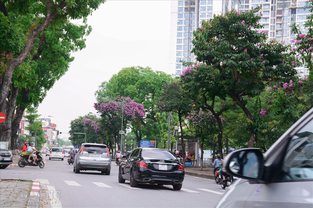 Hoa bằng lăng được trồng rất nhiều ở Hà Nội, nhưng trong đó phố Kim Mã, Đào Tấn, Trần Thái Tông... là những khu vực tập trung nhiều nhất.