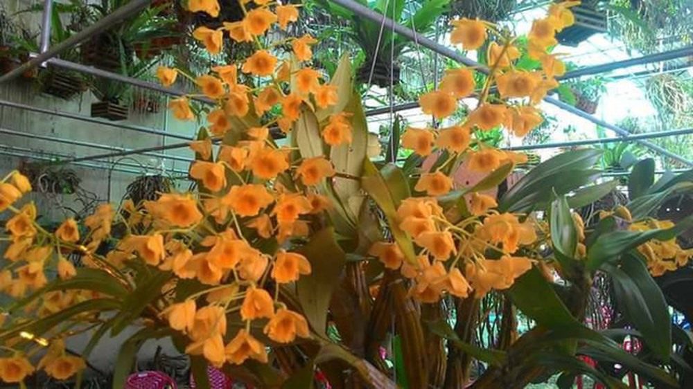 Dòng Lan Sơn thủy