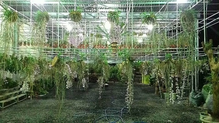 Vườn Lan của anh Bắc trên đường Trần Quý Cáp - TP. Pleiku (ảnh theo báo Dân Việt)