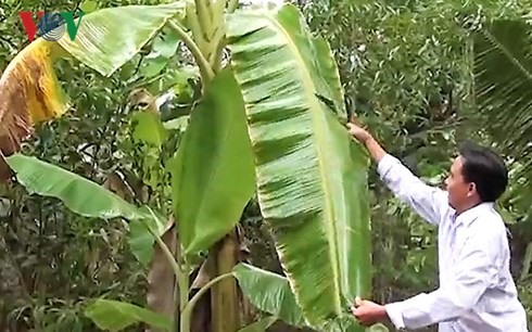 Khí gas bị rò rỉ bám trên cây trồng của người dân.