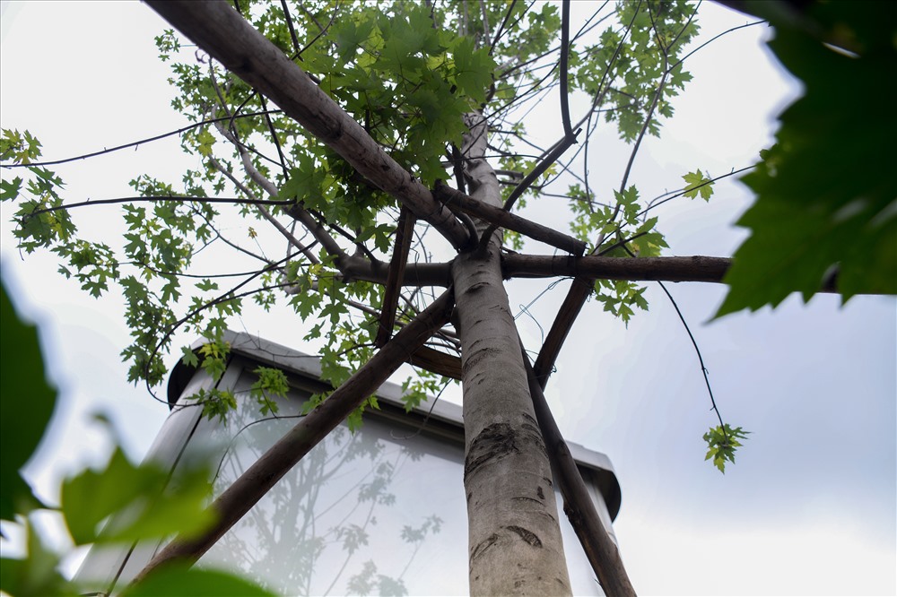 Hàng phong lá đỏ trên đường Trần Duy Hưng vẫn phát triển bình thường, nhưng trụ đỡ bằng gỗ trước kia vẫn chưa được thay thế.