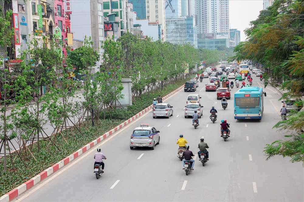 Chưa ai dám khẳng định về số phận của 100 cây phong lá đỏ đã trồng, bởi mừa hè ở Việt Nam rất khắc nghiệt.