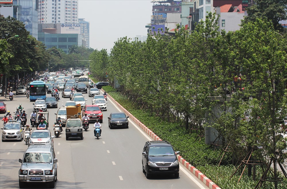 hơn 100 cây phong lá đỏ đã được trồng tại tuyến phố Trần Duy Hưng (Cầu Giấy, Hà Nội), bắt đầu từ ngã tư giao với đường Nguyễn Chánh đến chân cầu vượt Trần Duy Hưng - Nguyễn Chí Thanh. Thân cây cao khoảng 7m, đường kính thân khoảng 25cm.