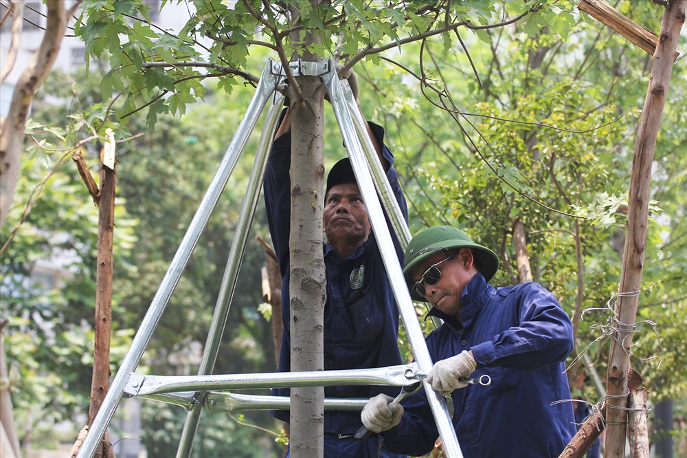 Hàng phong lá đỏ trên đường Nguyễn Chí Thanh đang được gắn trụ đỡ bằng sắt.