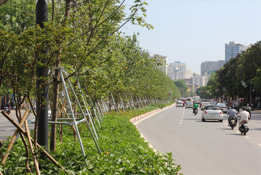 Việc thay thế trụ đỡ bằng sắt sẽ hạn chế tình trạng gãy đổ cây trong mùa mưa bão sắp tới.