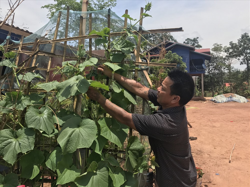 “Mảnh vườn Oganic” của ông Pả Dỏ được bón từ phân của vỏ sắn. Ảnh: Trần Đăng