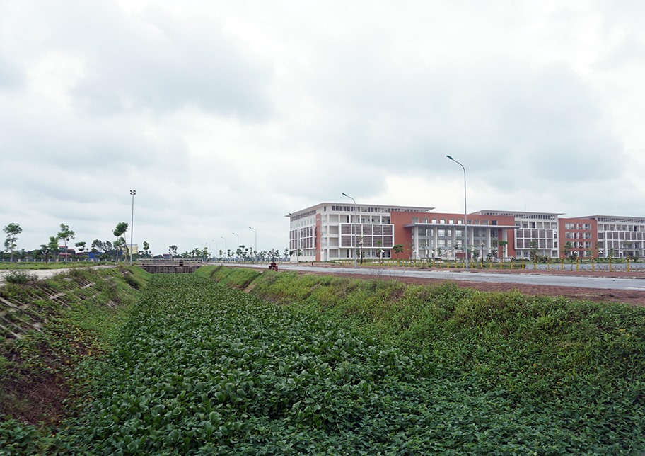 Hồ nước bị bèo lục bình phủ kín…