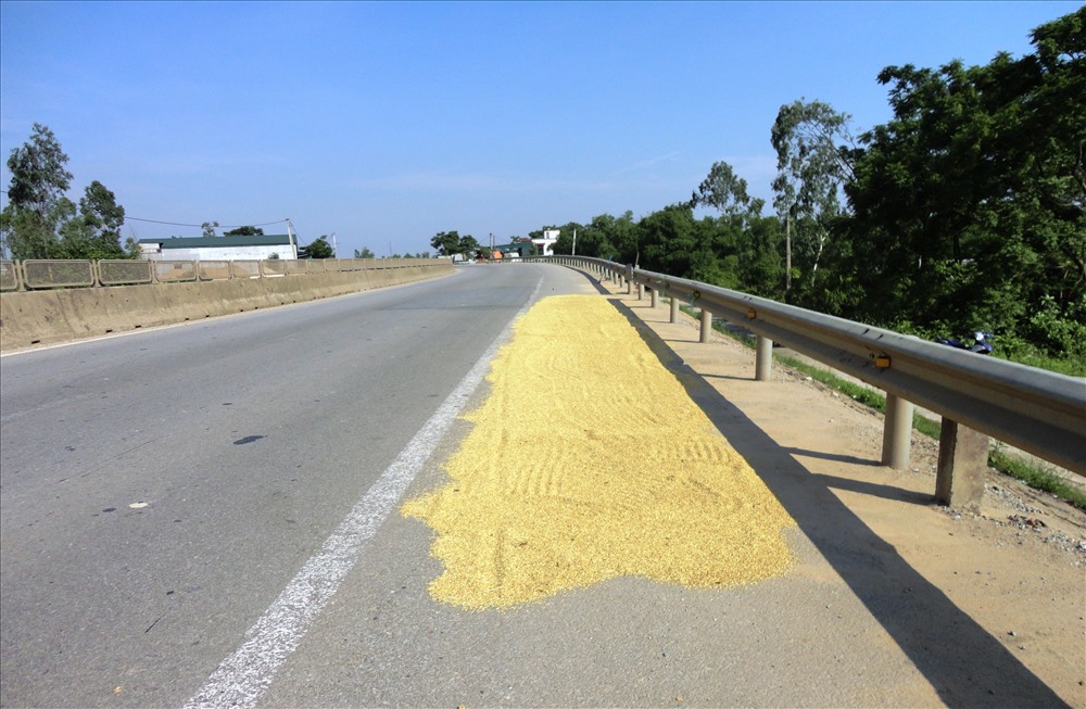 Vào trưa 19.5, tại Km 529+300 trên QL1A đoạn qua thôn 11 xã Cẩm Hưng, huyện Cẩm Xuyên (Hà Tĩnh), một phụ nữ phơi lúa trên quốc lộ bị ôtô tông tử vong. Thế nhưng, bất chấp nguy hiểm rình rập, tình trạng phơi lúa lấn chiếm lòng đường vẫn diễn ra tràn lan (ảnh: P.V)