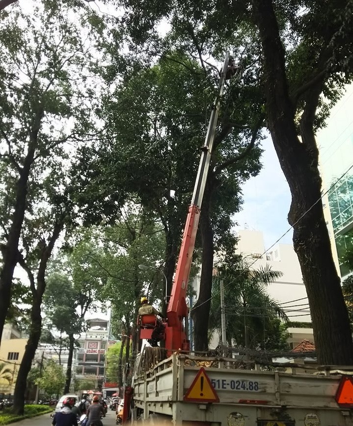 Công nhân lấy nhánh cây khô trên đường Trần Quốc Thảo (Q.3, TPHCM). Ảnh: M.Q