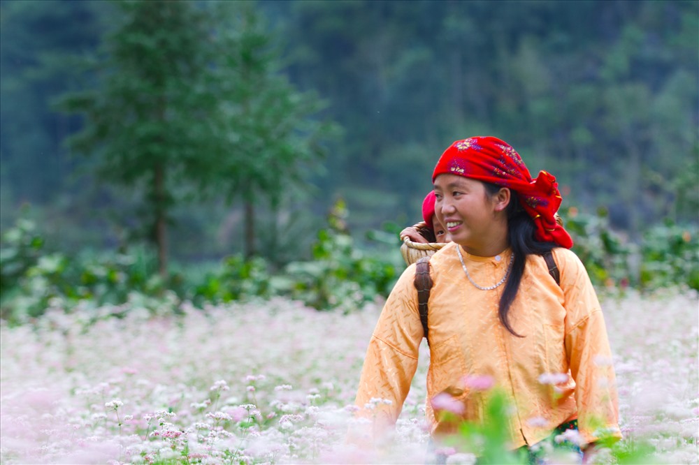 Hoa tam giác mạch Sủng Là. Ảnh: Hải Nguyễn