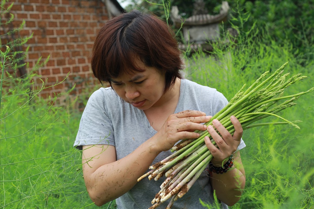 Chị Hạnh cho biết: “Khi bắt đầu trồng măng tây, mình gần như không có kinh nghiệm nhiều về giống cây này, chỉ có chút ít kinh nghiệm về cây xanh. Mình không đi khảo sát nhà vườn, mà tự mày mò tìm hiểu thông tin trên mạng về cách trồng, vì muốn phát triển giống cây này với quy trình nông nghiệp sạch và không sử dụng phân bón hóa học”.