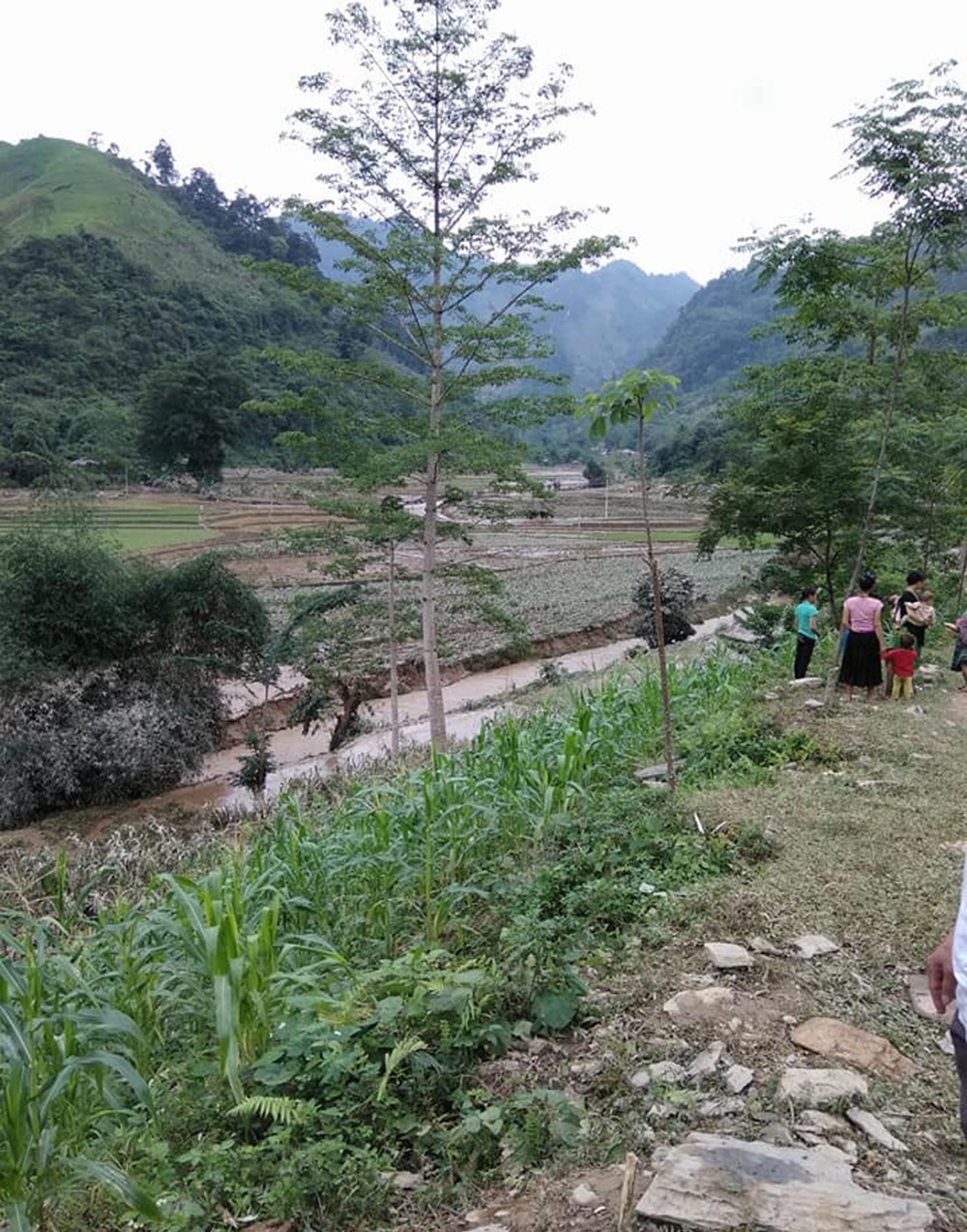 Trận lũ sớm tràn qua khiến hoa mầu của bà con nông dân xã Yên Cường bị ảnh hưởng nặng nề.