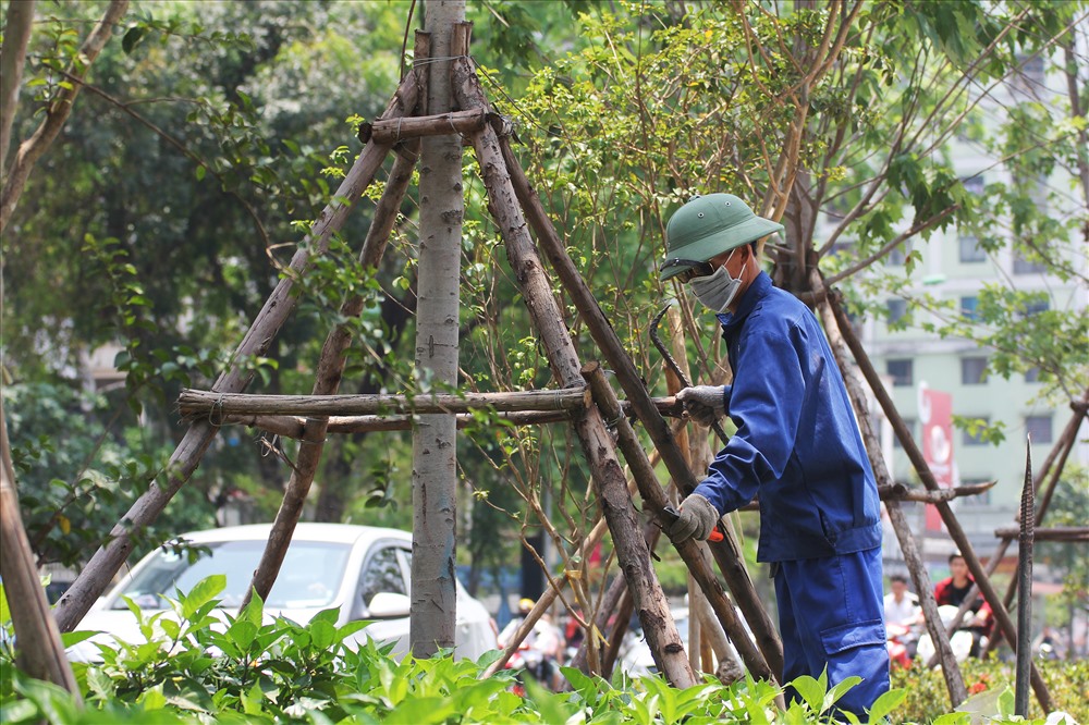 Khi mới trồng cây, trụ gỗ sẽ được sử dụng để giúp cây đứng vững. Tuy nhiên, gỗ sẽ không thể sử dụng được lâu, và không thể đảm bảo an toàn cho cây trong mùa mưa bão.