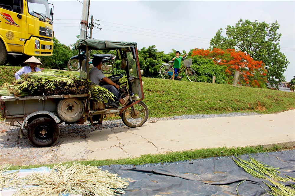 Chị Thanh chia sẻ “Lá dùng để khâu nón là lá cây kè, được chuyển từ Hà Tĩnh ra, mỗi khi xe lá đến phải canh giờ ra chọn lá sớm, nếu chọn được lá sáng màu thì nón thành phẩm mới đẹp”.
