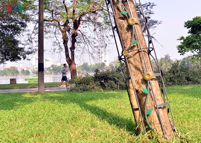 Tuy giá trị sưa đỏ còn là ẩn số, nhưng trước nạn “sưa tặc” những cây sưa đỏ quý hiếm đang được bảo vệ gắt gao. Ngoài Công viên Thống Nhất, sưa đỏ còn xuất hiện ở Công viên Bách Thảo, rải rác tại một số tuyến phố tại Hà Nội.