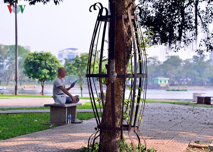 Tại Công viên Thống nhất có hàng chục cây sưa đỏ nằm rải rác trong khuôn viên. Các cây có đường kính từ 30cm trở lên và cao từ 5m đến 8m, có tán rộng tỏa bóng mát.