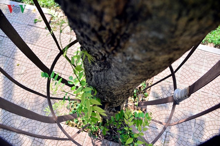 Những chiếc “áo giáp sắt” như thế này nhằm bảo vệ cây trước những “sưa tặc“. Tuy nhiên, không ít người dân bày tỏ quan điểm khung sắt gây mất thẩm mỹ.