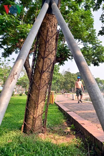 Vài năm trở lại đây, trên địa bàn Hà Nội xảy ra tình trạng cưa trộm gỗ sưa đỏ vào ban đêm. Việc bảo vệ cây sưa đỏ tránh việc “cởi trần” tuy giảm mỹ quan nhưng là sự cần thiết.