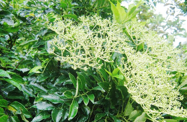 Cây Ưng Bất Bạc (Zanthoxylum avicennae) – một loại dược liệu quý cho bệnh gan.