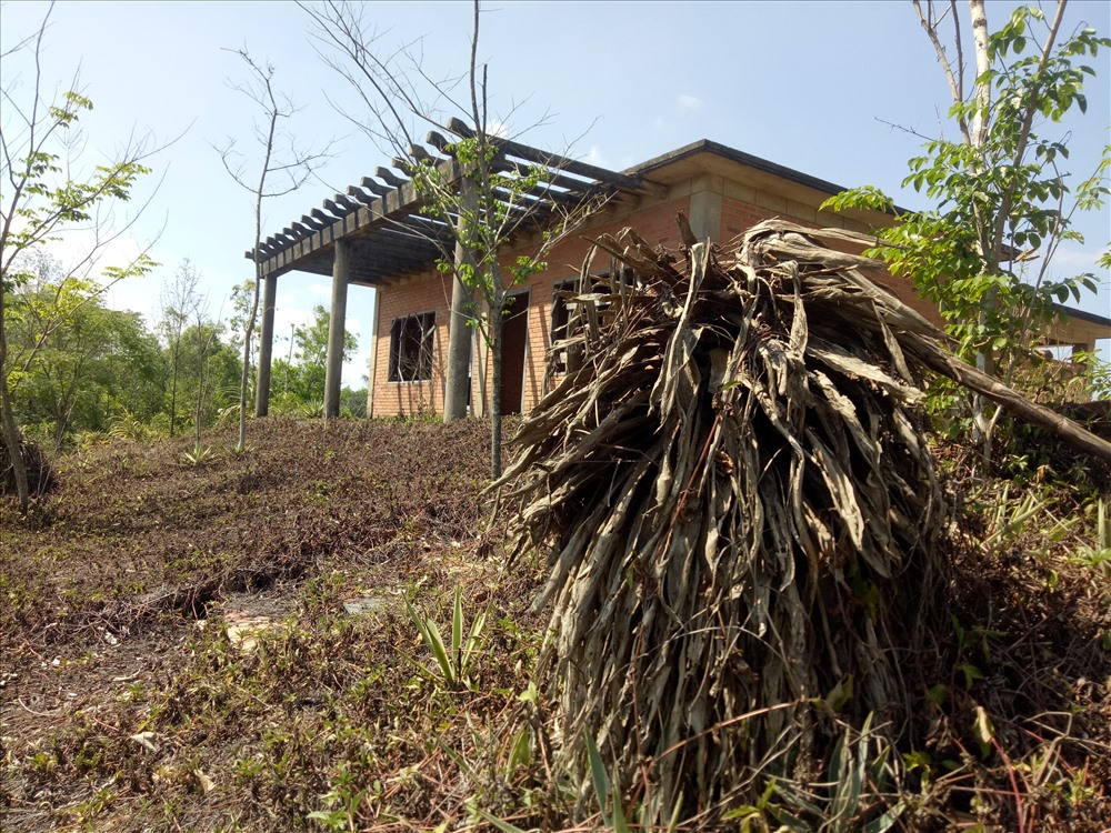 Biệt thự bị cây cỏ “bao trùm“. Ảnh: N.O