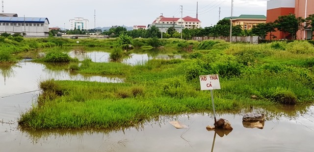 Hàng chục ha “đất vàng” được tận dụng để nuôi cá. Ảnh: NT