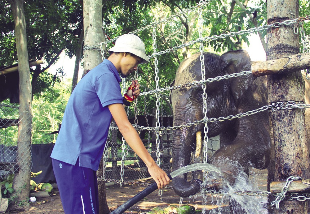 Nhân viên tại Trung tâm bảo tồn voi Đắk Lắk chăm sóc, huấn luyện voi theo phương pháp chủ động, tránh đánh đập voi nhà.