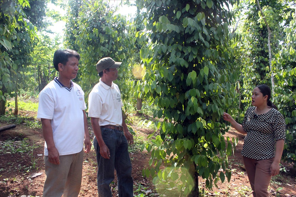 Cán bộ Hội Phụ nữ xã Tân Lập trò chuyện cùng nông dân đang trồng tiêu được hỗ trợ từ dự án thuộc PeaceTrees VietNam (ảnh: Tr.L)