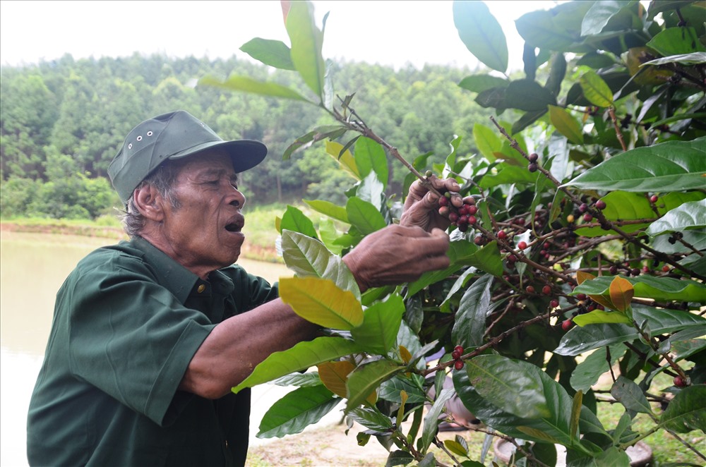 Ông Hồ Mơ là người đi đầu trong việc xóa đói giảm nghèo tại địa phương. Ảnh: KH.