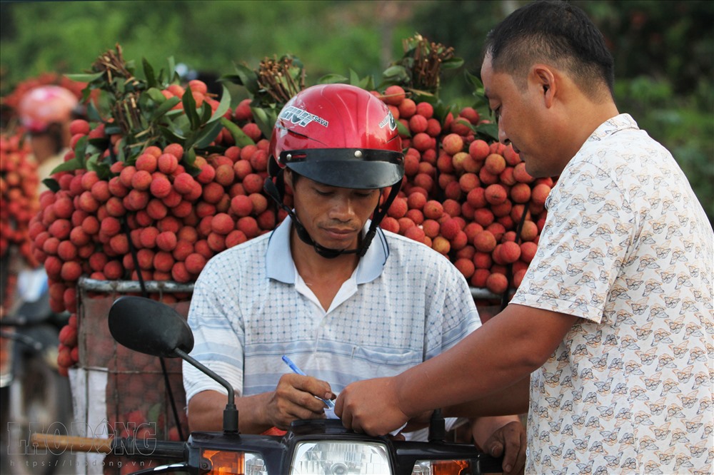 Vải thiều chính vụ được hái từ lúc 2h và được người dân đóng sọt mang xuống chợ. 5h30 từng xe máy, mỗi chiếc thồ hàng trăm kg vải ùn ùn xuôi về chợ.
