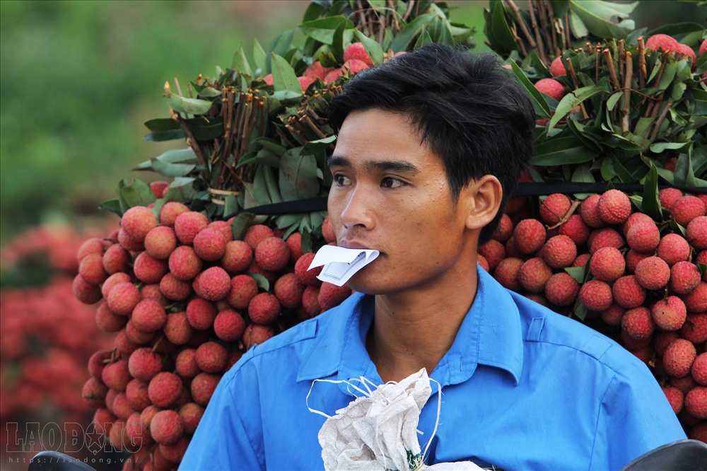 Quả vải đạt chất lượng thu mua nếu vỏ căng, mọng, tươi và chắc.