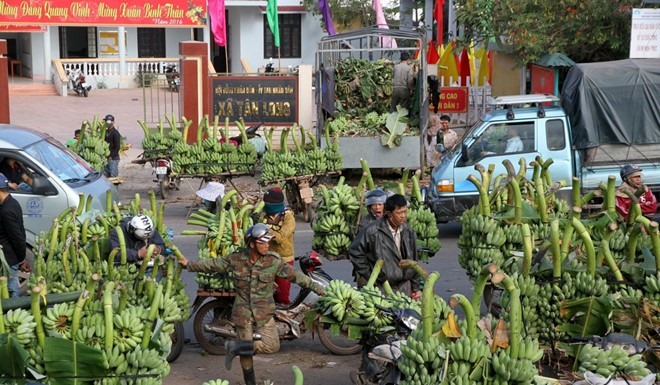 Chuối mật mốc từ lâu đã trở thành thương hiệu của xã Tân Long. Ảnh: YMS.