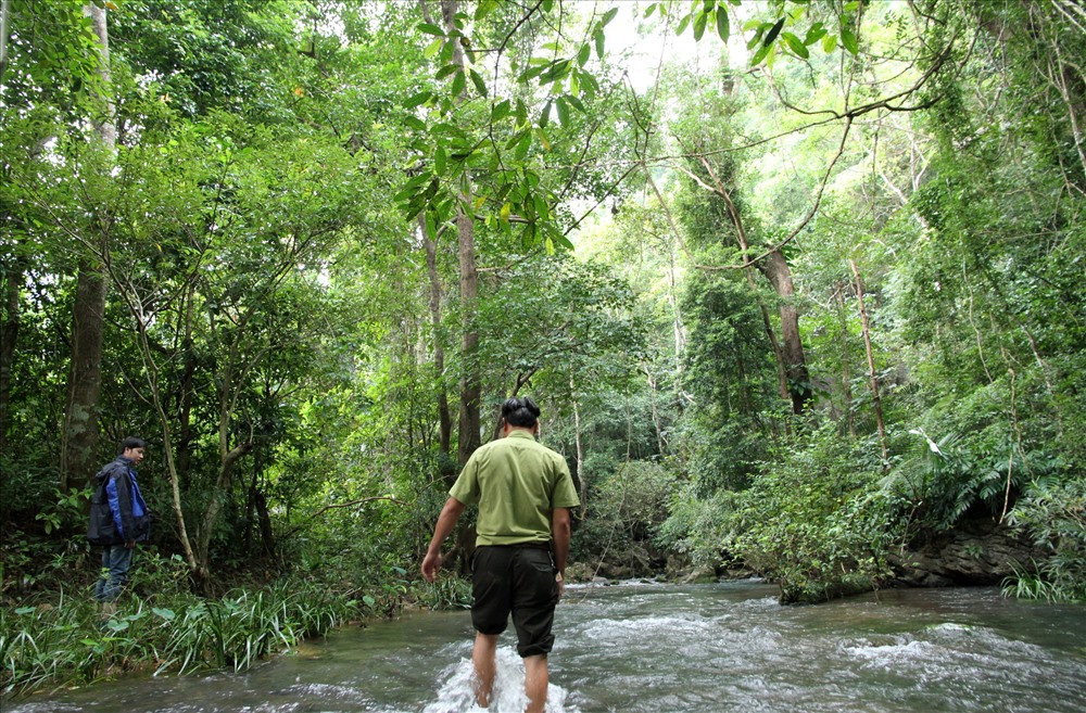 Thiên nhiên hoang sơ từ dưới chân đến đỉnh đèo Sa Mù. Ảnh: Hưng Thơ.