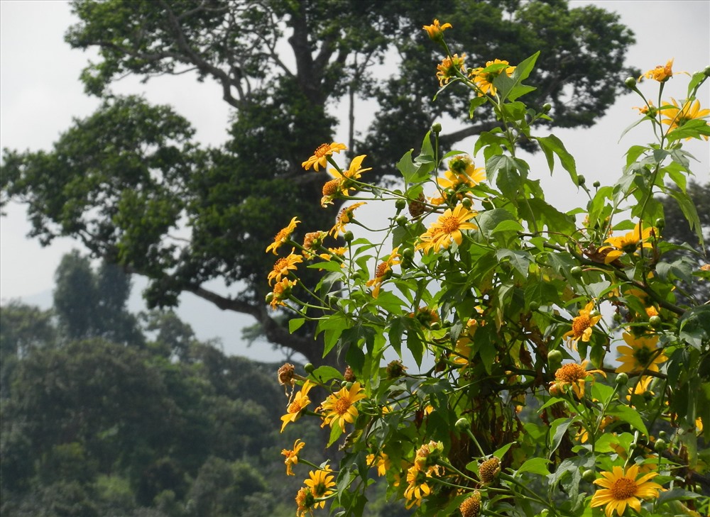 Hoa dã quỳ trên đèo Sa Mù. Ảnh: Hưng Thơ.